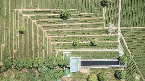 CHINA-HUNAN-CHANGSHA-TEA-TOURISM (CN)