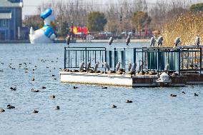 CHINA-SHANGHAI-DISNEY RESORT-BIRDS (CN)