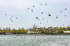 CHINA-SHANGHAI-DISNEY RESORT-BIRDS (CN)