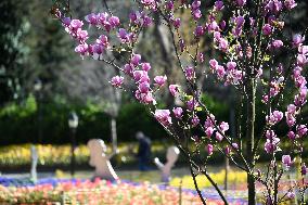 TÜRKIYE-ISTANBUL-BLOOMING FLOWERS