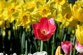 TÜRKIYE-ISTANBUL-BLOOMING FLOWERS