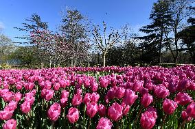TÜRKIYE-ISTANBUL-BLOOMING FLOWERS