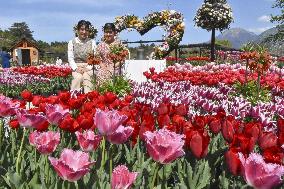 Tulips at western Japan flower park