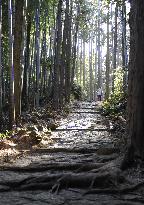 Japan's Kumano Kodo pilgrimage path