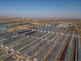 CHINA-XINJIANG-MODERN AGRICULTURE-INCOMES (CN)