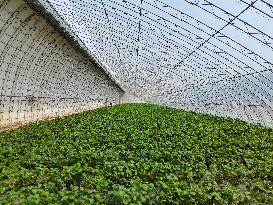 CHINA-LIAONING-ZHUANGHE-STRAWBERRY PLANTING (CN)