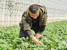 CHINA-LIAONING-ZHUANGHE-STRAWBERRY PLANTING (CN)