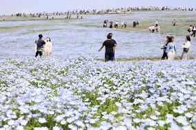 Nemophila flowers at seaside park in Japan