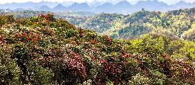 CHINA-GUIZHOU-SPRING SCENERY (CN)