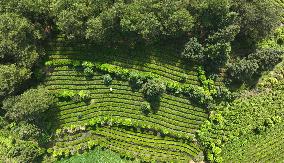 CHINA-GUIZHOU-KAIYANG-TEA HARVEST (CN)