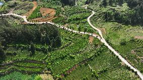 CHINA-GUIZHOU-KAIYANG-TEA HARVEST (CN)