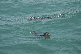 CHINA-LIAONING-DALIAN-SEAL-RELEASE (CN)
