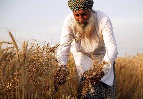 INDIA-PUNJAB-AMRITSAR-WHEAT HARVEST