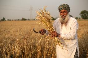 INDIA-PUNJAB-AMRITSAR-WHEAT HARVEST