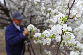 CHINA-LIAONING-SHENYANG-SPRING (CN)