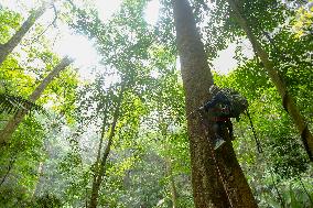 CHINA-GUANGXI-TALLEST GROWING TREE-KARST LANDSCAPE(CN)