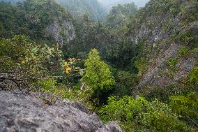 CHINA-GUANGXI-TALLEST GROWING TREE-KARST LANDSCAPE(CN)