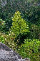 CHINA-GUANGXI-TALLEST GROWING TREE-KARST LANDSCAPE(CN)