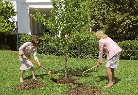 Japan, U.S. first ladies plant cherry tree at White House