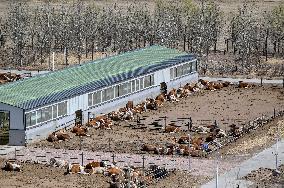 CHINA-INNER MONGOLIA-TONGLIAO-BEEF CATTLE INDUSTRY (CN)