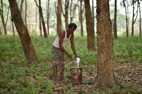 INDIA-ASSAM-NAGAON-RUBBER COLLECTING