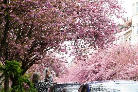 BELGIUM-BRUSSELS-CHERRY BLOSSOMS