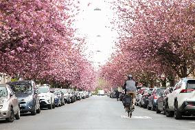 BELGIUM-BRUSSELS-CHERRY BLOSSOMS