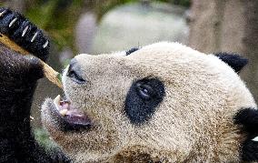 Giant panda at Chinese research center