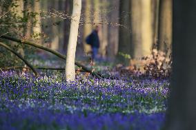 BELGIUM-HALLE-HALLERBOS