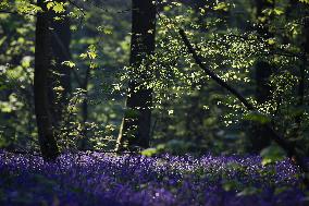 BELGIUM-HALLE-HALLERBOS