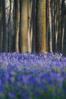 BELGIUM-HALLE-HALLERBOS