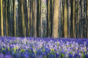 BELGIUM-HALLE-HALLERBOS