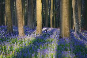 BELGIUM-HALLE-HALLERBOS