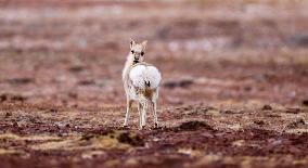 (InTibet)CHINA-TIBET-QIANGTANG-NATURE RESERVE-WILD ANIMALS (CN)