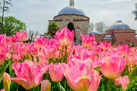 TÜRKIYE-ISTANBUL-TULIP