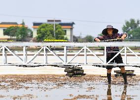 CHINA-SICHUAN-MEISHAN-INTELLIGENT RICE FARMING (CN)