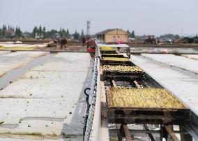 CHINA-SICHUAN-MEISHAN-INTELLIGENT RICE FARMING (CN)