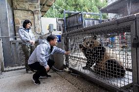 U.S.-WASHINGTON, D.C.-SMITHSONIAN'S NATIONAL ZOO-GIANT PANDAS