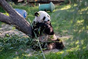 U.S.-WASHINGTON, D.C.-SMITHSONIAN'S NATIONAL ZOO-GIANT PANDAS