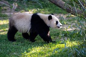 U.S.-WASHINGTON, D.C.-SMITHSONIAN'S NATIONAL ZOO-GIANT PANDAS