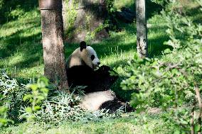 U.S.-WASHINGTON, D.C.-SMITHSONIAN'S NATIONAL ZOO-GIANT PANDAS