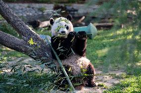 U.S.-WASHINGTON, D.C.-SMITHSONIAN'S NATIONAL ZOO-GIANT PANDAS