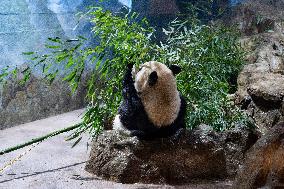 U.S.-WASHINGTON, D.C.-SMITHSONIAN'S NATIONAL ZOO-GIANT PANDAS