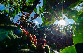 CHINA-YUNNAN-KUNMING-COFFEE FARM VOLUNTEERS (CN)