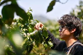 CHINA-YUNNAN-KUNMING-COFFEE FARM VOLUNTEERS (CN)