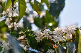 CHINA-YUNNAN-KUNMING-COFFEE FARM VOLUNTEERS (CN)