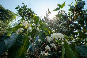 CHINA-YUNNAN-KUNMING-COFFEE FARM VOLUNTEERS (CN)