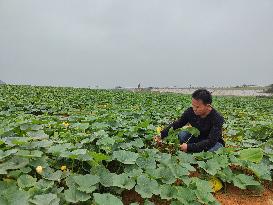 CHINA-GUANGXI-THAILAND-SEED COOPERATION (CN)