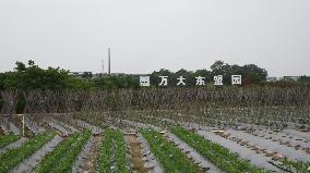 CHINA-GUANGXI-THAILAND-SEED COOPERATION (CN)