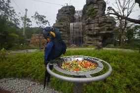 SINGAPORE-ATTRACTION-BIRD PARADISE